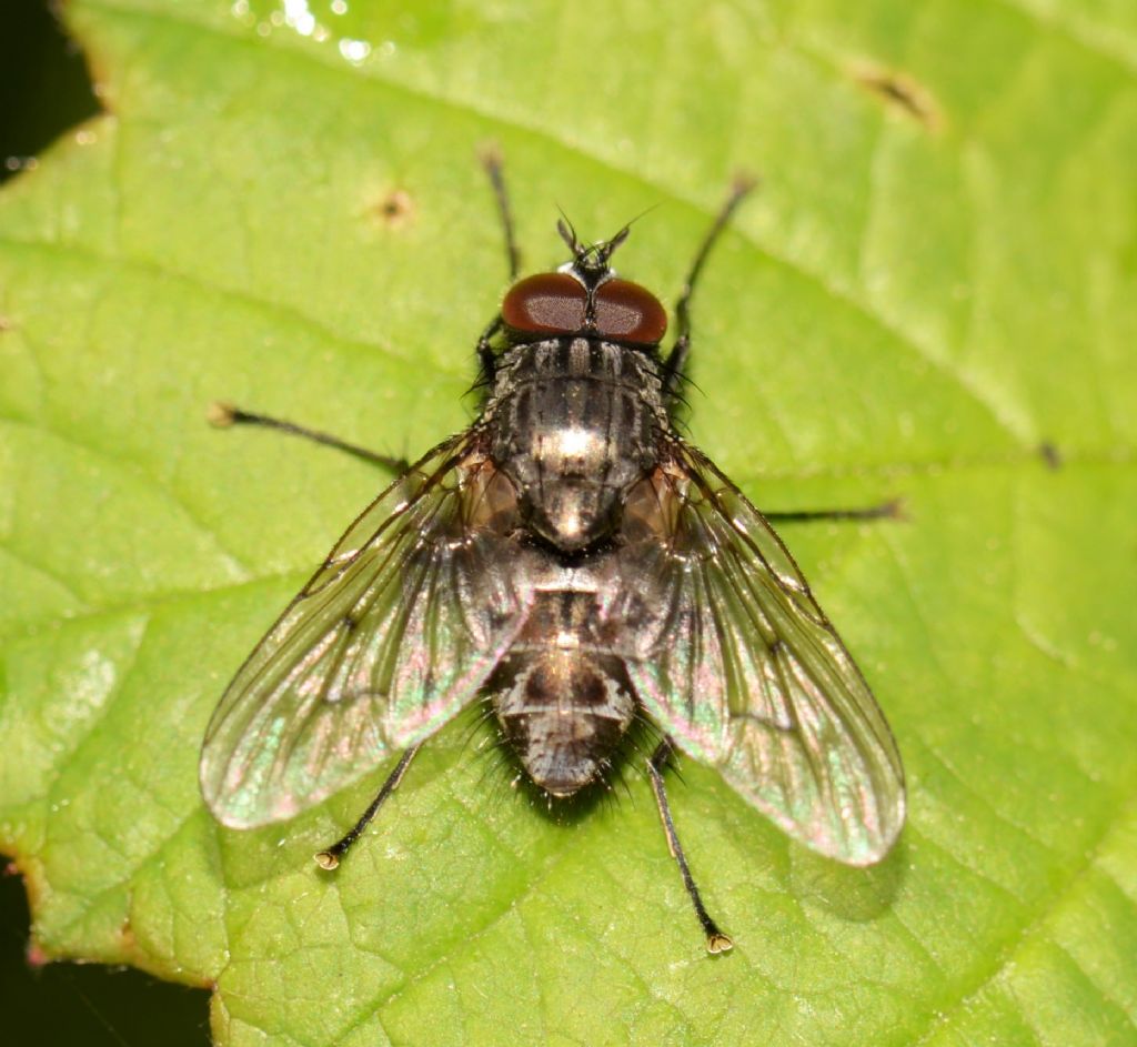 Muscidae: Helina evecta/annosa